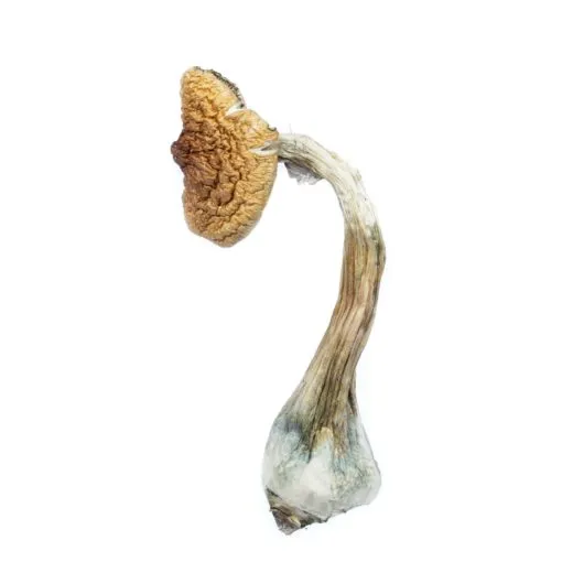 Golden Teacher shrooms for sale in London UK – top-quality dried mushrooms