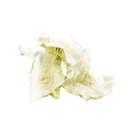 High-quality Albino A+ magic mushrooms for sale online in the UK – potent psilocybin strain with white caps and blue bruising