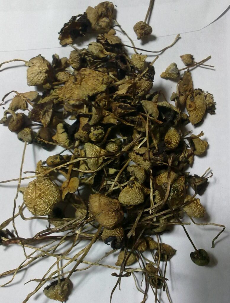 Dried Liberty Cap mushrooms available for sale in the UK
