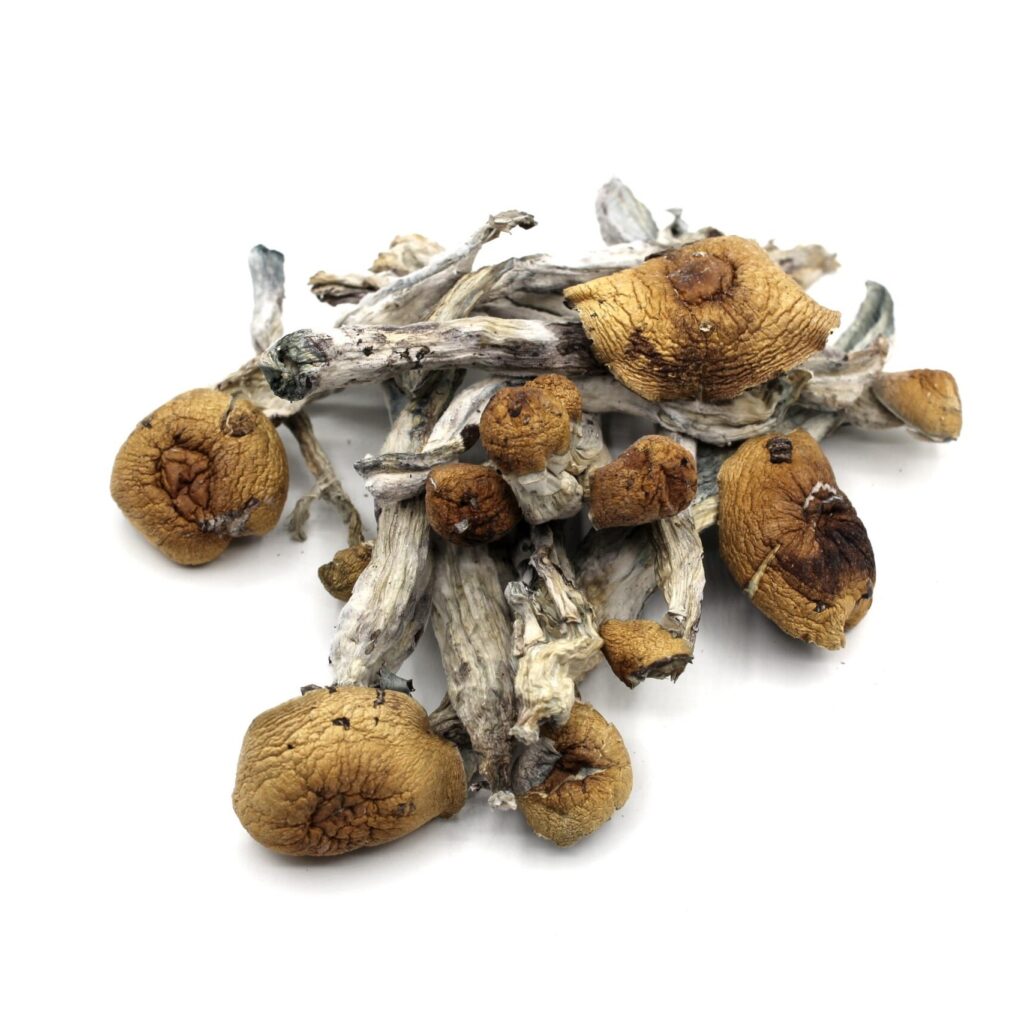 Buy Penis Envy mushrooms online UK – premium psychedelic strain with intense effects